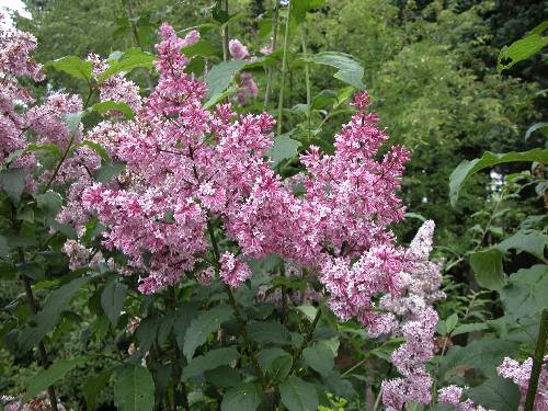 Prestonsyrin (Syringa x prestoniae 'Redwine')